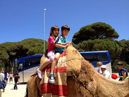 en camello